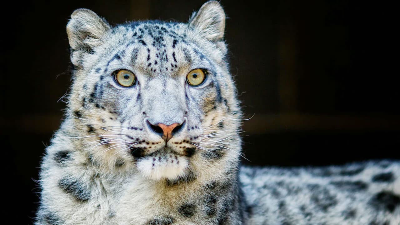 হিমাচলে ৪ বছরে তুষার চিতার সংখ্যা বেড়েছে ৬২ শতাংশ- খবরটির স্থিরচিত্র